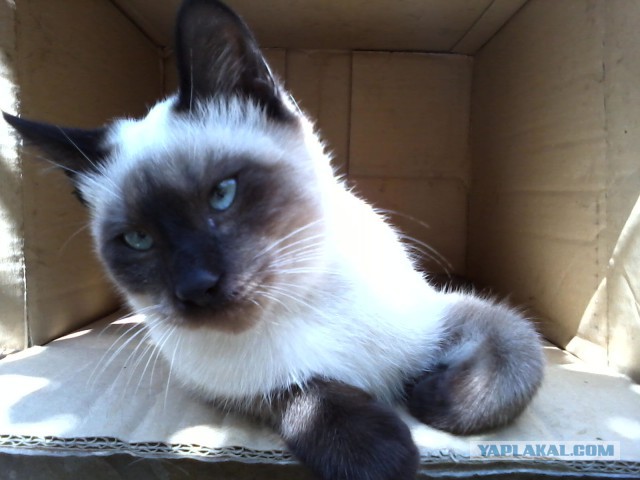 Котовторник 04.11.2014