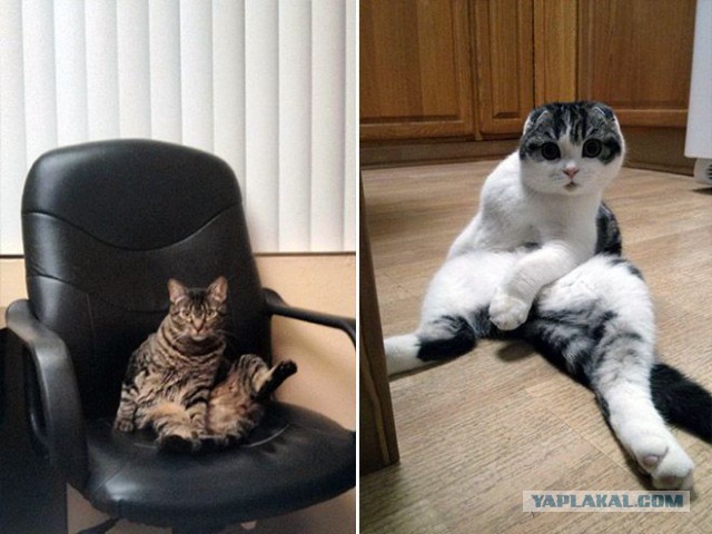 Котовторник 11.11.2014