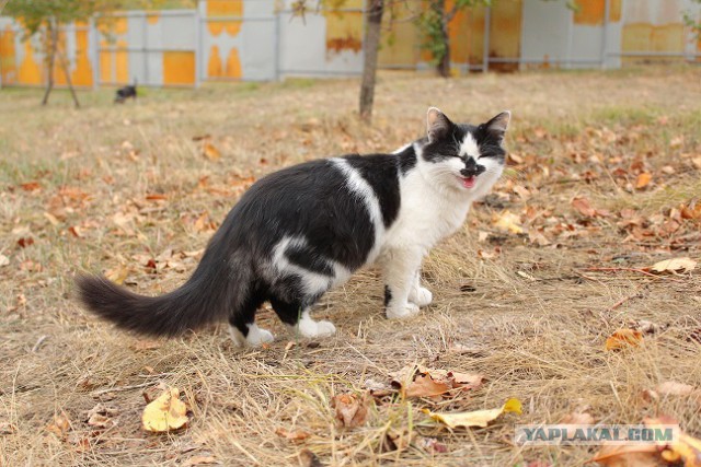 Котовторник 18.11.2014