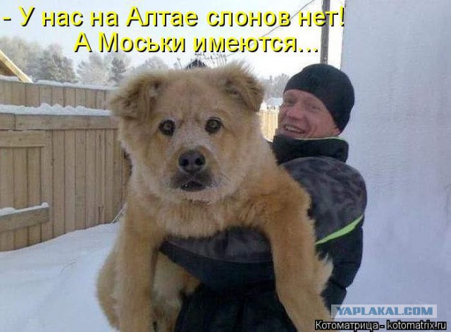 Весёлое из сети