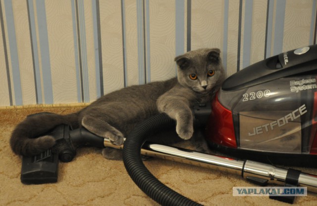 Котовторник