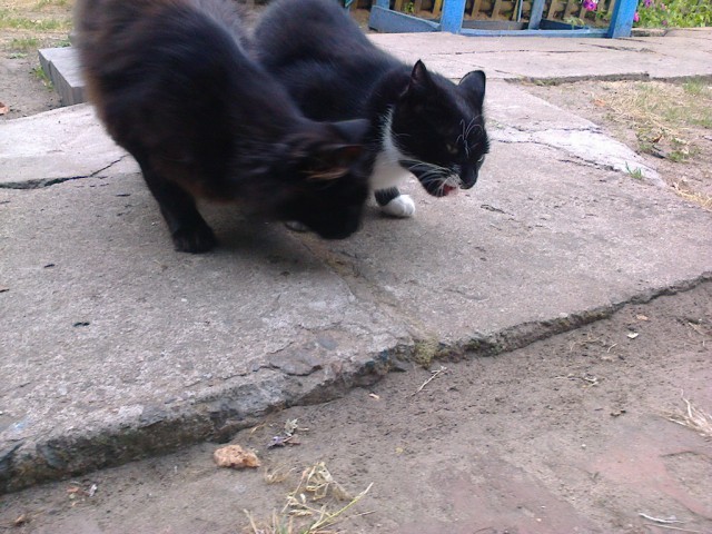 Котовторник 20.01.2015