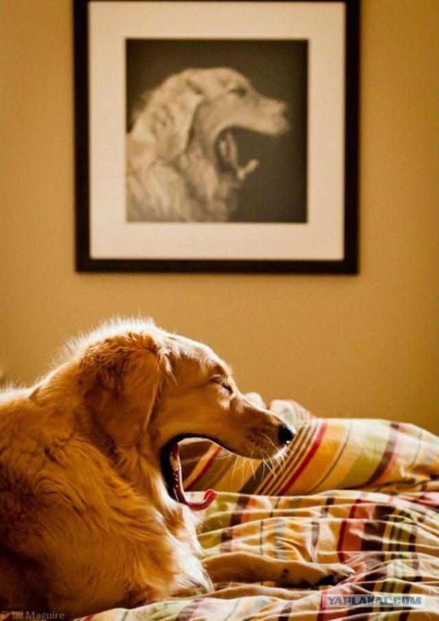 33 фотоиллюзии, которые случились с