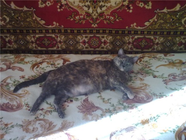 Котовторник 07 04 2015
