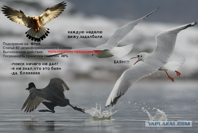Баянист и завсегдатаи