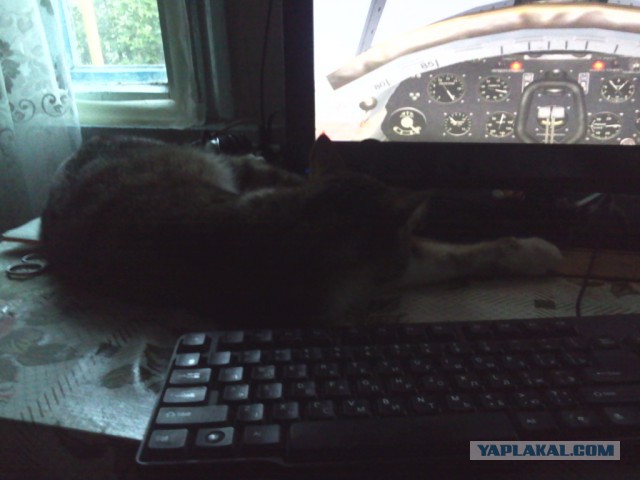 Котовторник