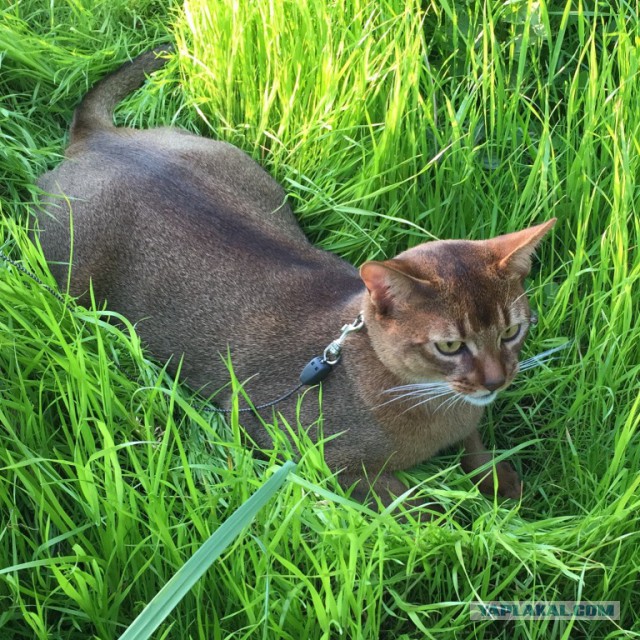 Котовторник 16.06.2015., Котовторник наступил!