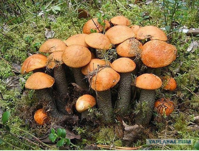 Поход за грибами