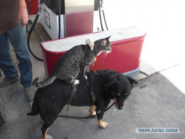 Котовторник 20.10.2015