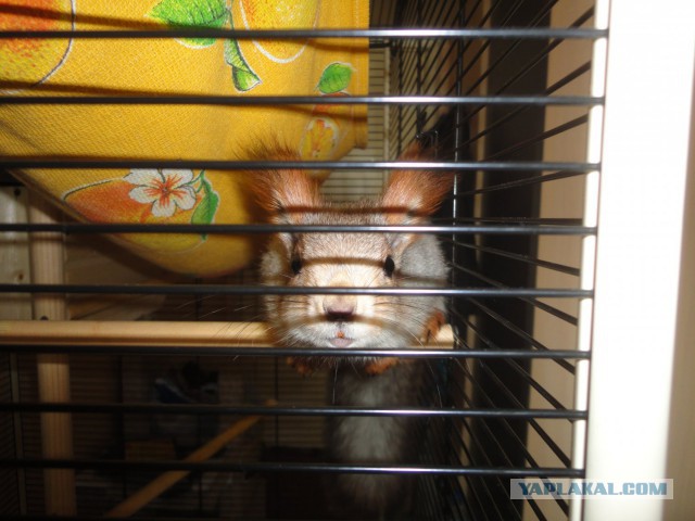 Кошки и другие