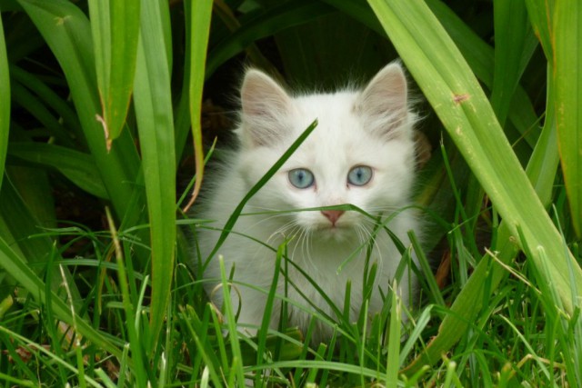 Пост невероятной кошачьей красоты. 25 фот.