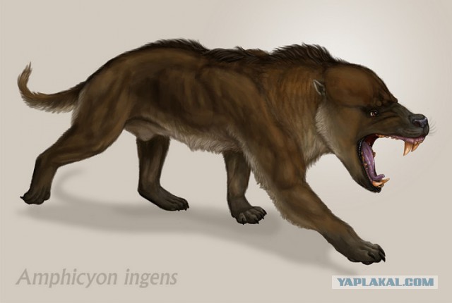 Щенки, которые выглядят как медвежата.