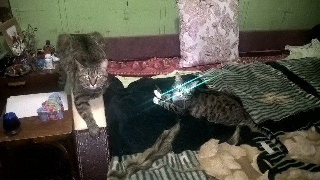 Котовторник 26.01.2016