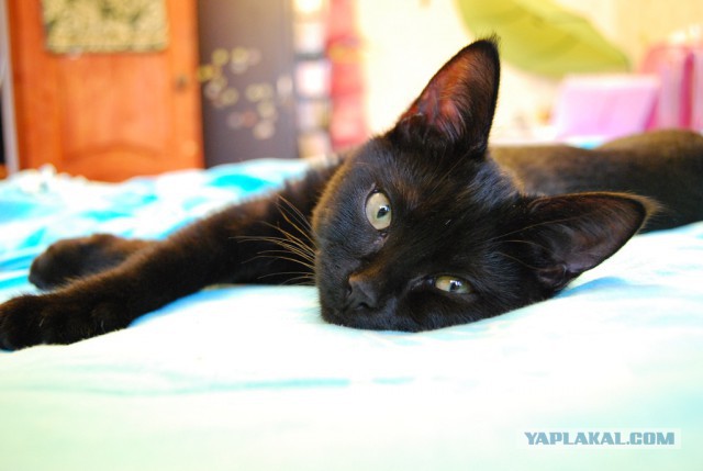 Котовторник 16.02.16