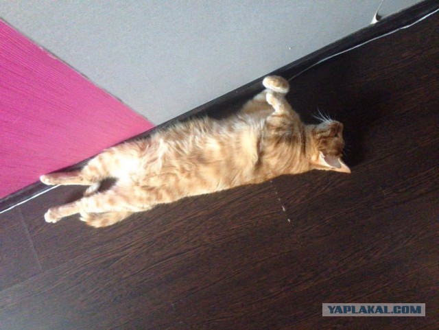 Котовторник 09.08.2016