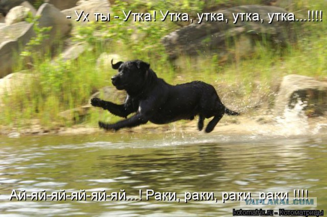 Смешные картинки с надписями