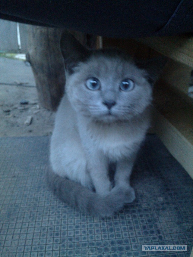 Коты миску делят