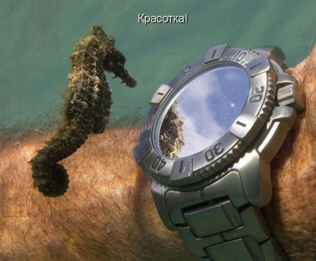 Картинки из инета