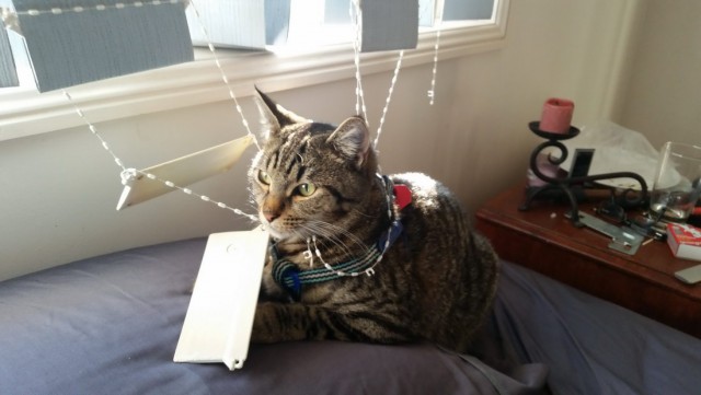 Коты и Кошки