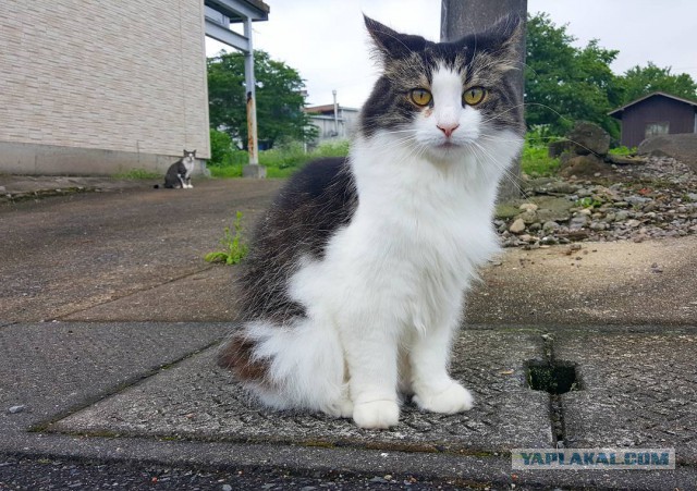 Котовторник 04.07.17