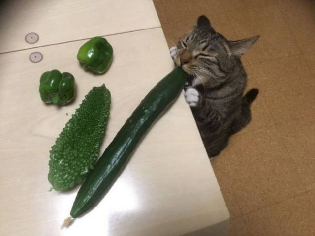 Коты и Кошки