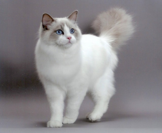 Коты и Кошки