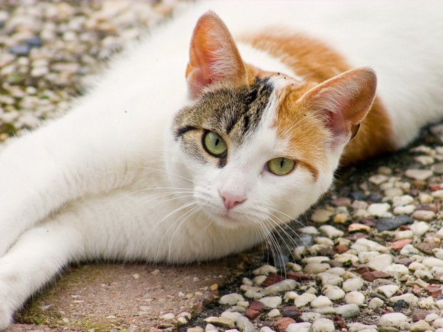 Коты и Кошки