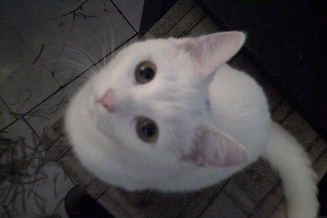 Коты и Кошки