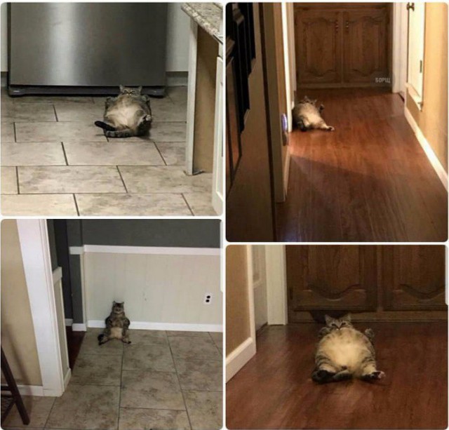 Коты и Кошки