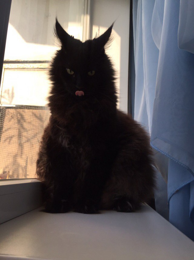 Коты и Кошки