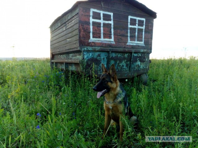 Собако-Четверг же..