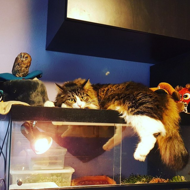 Прикольных котов пост