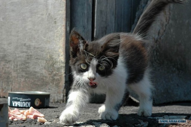 УРРААА ! Котовторник на ЯПлакалъ !