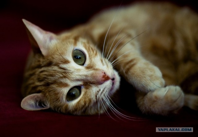 Уррааа! Котомет на ЯПлакалъ.