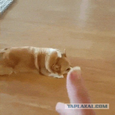 Мохнатые буханки ссорятся
