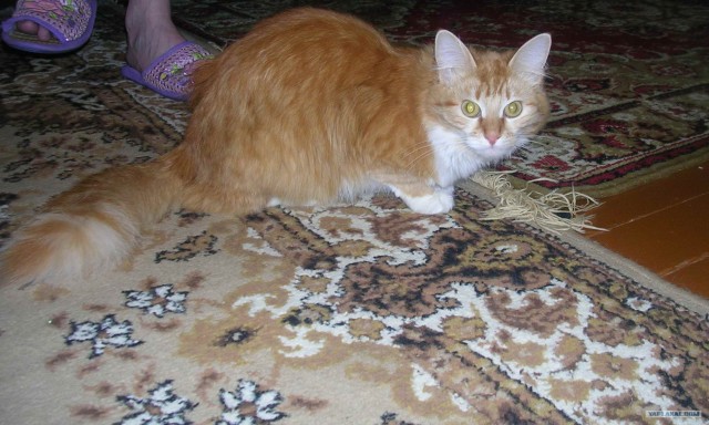 Котовторник на 04.08.2009