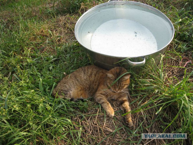 Жизнь домашнего приюта для котеек 232