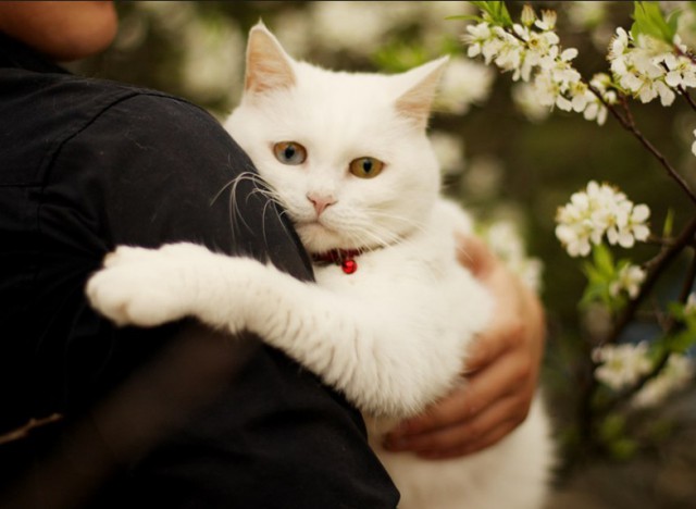 Прикольных котов пост