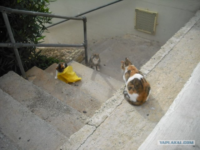 Котовторник начался