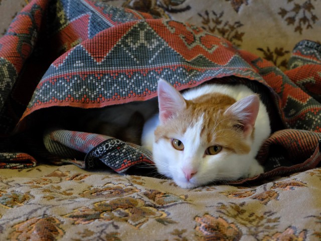 25 котов, с которыми лучше не шутить