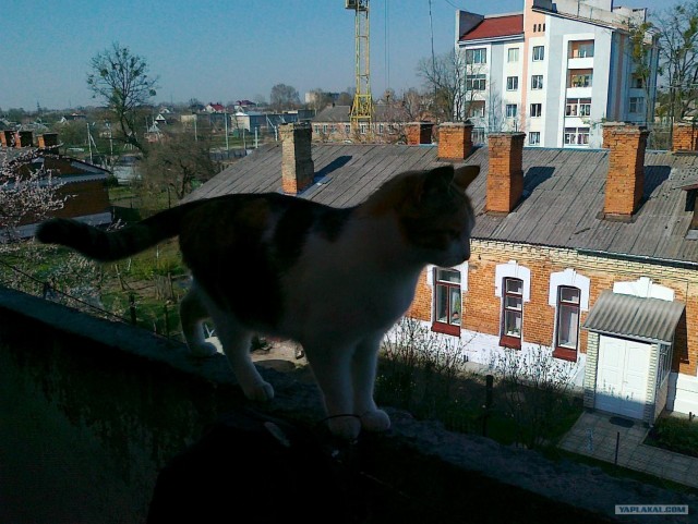 Котовторник стартует