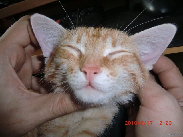 Начинаем котовторник!