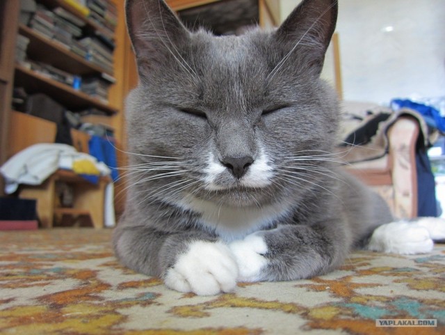 Первый котовторник июля