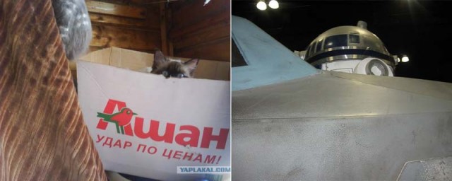 Котовторник в "КотоГетто"