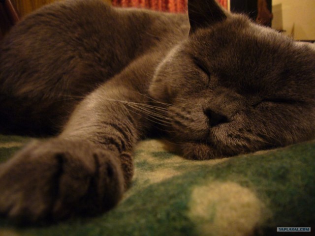 Котовторник (31.01.2012)