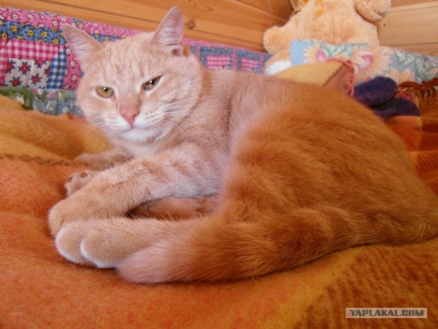 Котовторник  от 3.04.2012