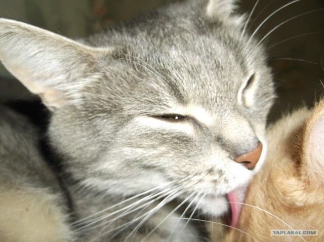 Котовторник 8 мая 2012
