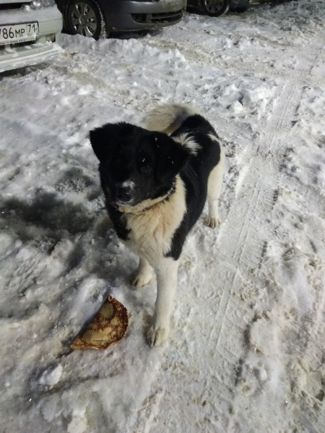 Живность из сети