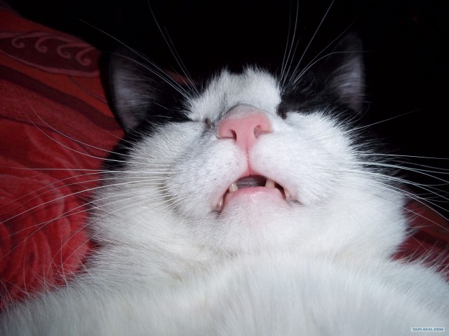 Котовторник (15.05.2012)