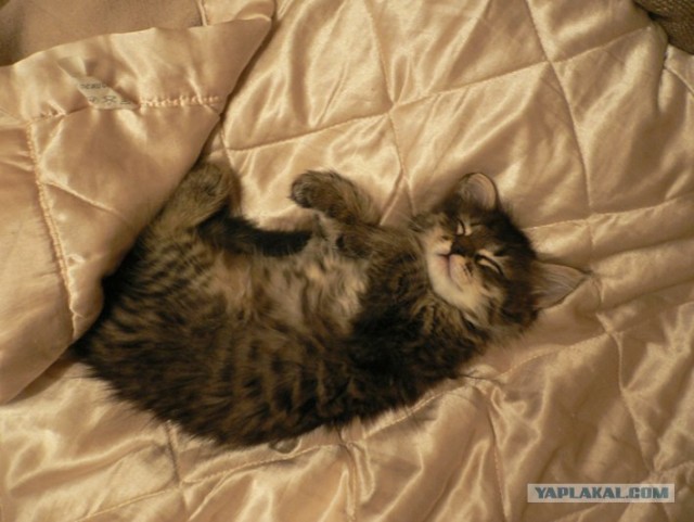Котовторник 31.07.2012 г.